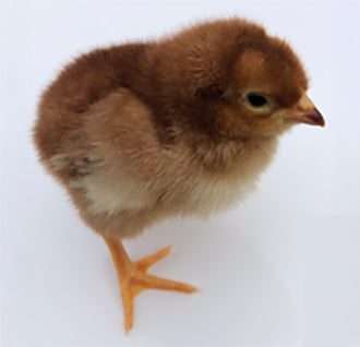 Hi-Production Rhode Island Red Hybrid