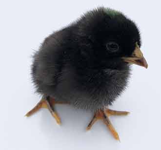 Hi-Production Australorp Hybrid
