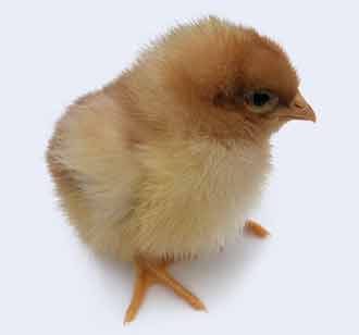 ISA Brown Free Ranger