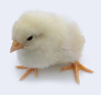 Hi-Production Leghorn Hybrid