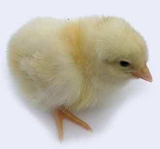 Cobb Cornish Cross Meat Chicken